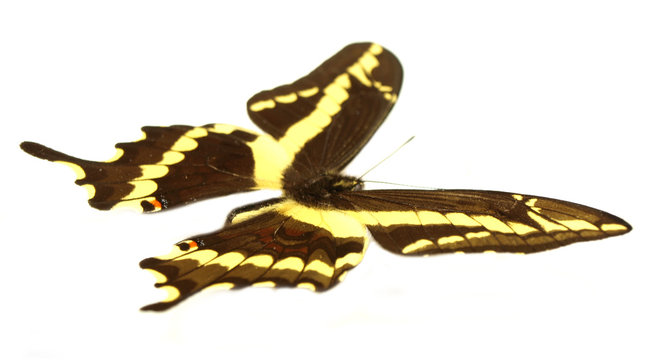 Papilio paeon flying