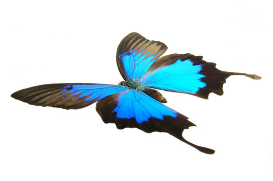 Papilio ulysses flying