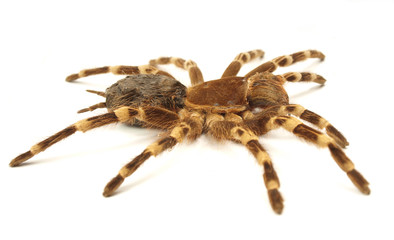 Trap door spider Acanthoscurria geniculata isolated