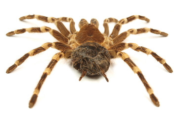 Trap door spider Acanthoscurria geniculata isolated