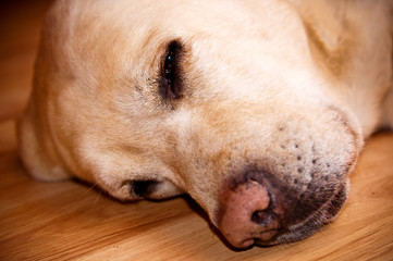 labrador