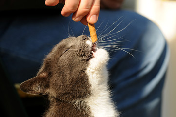 Katze mit Futter
