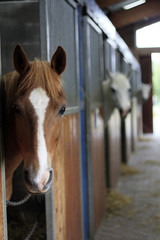cheval me regardant