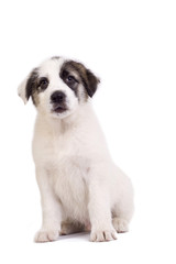 curious furry puppy
