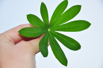 Holding a green fresh leaf