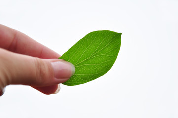 Holding a green fresh leaf