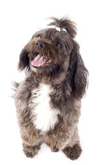 Havanese dog