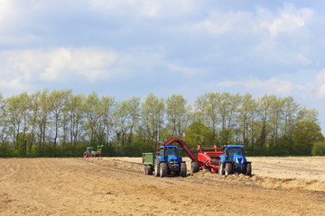 Obraz premium harvesting carrots in springtime