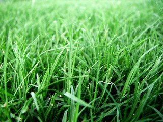 Fresh Green Grass Macro