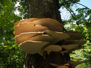 Tree Fungi