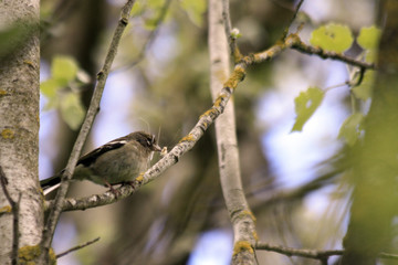 oiseau sur sa branche