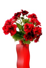 red flowers of geranium