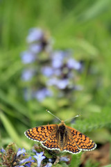 papillon posé sur la pelouse