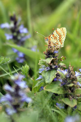 tête de papillon