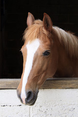 Obraz premium cheval dans son box