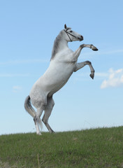 Obraz na płótnie Canvas Grey horse rears in the meadow