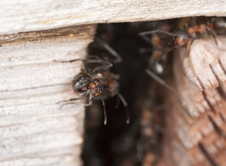 Ant solder guarding the nest.