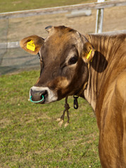 A portrait of a cow in a field looking back at the camera