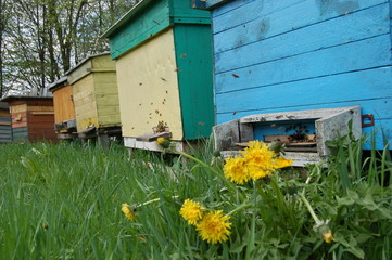 Pasieka pszczela wiosną
