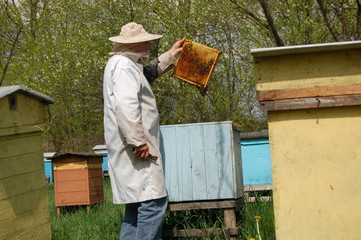 Pszczelarz w pasiece wiosną