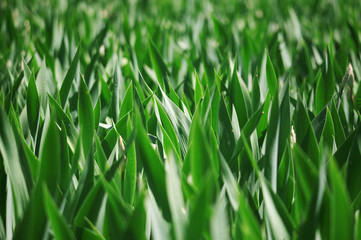 Fototapeta na wymiar green leaves of a grass