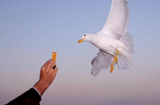 a hand eating a gull