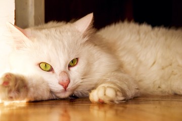 White cat lays - Angora breed