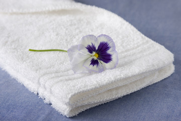 Obraz na płótnie Canvas White Washcloth with Purple Petunia