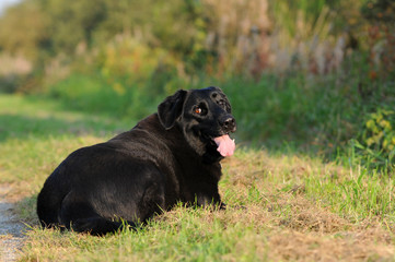 Liegender schwarzer Hund