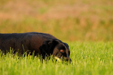 Schwarzer Hund im Feld