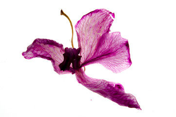 Vertrocknete Orchideenblüte