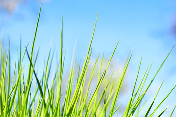 Green grass on blue sky