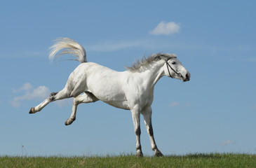 Fototapeta na wymiar Grey horse playing on grass