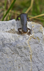 Bergmolch