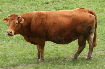 Vache du Massif Central