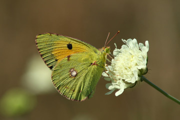 Butterfly (Colias crocea)