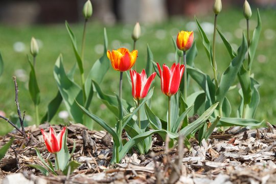 Flowerbed with red tulips