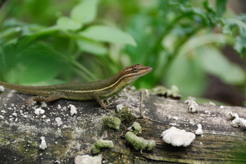 Anolis auratus - (Polychrotidae sauria)