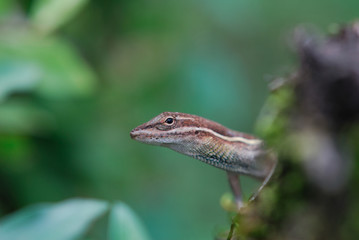 Anolis auratus - (Polychrotidae sauria)
