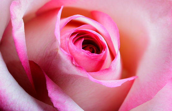 Rose blossom