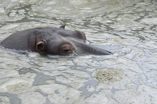 Ippopotamo