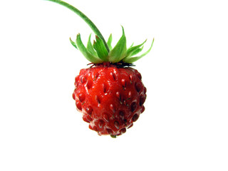 Red wild strawberry
