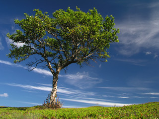 Fototapeta na wymiar Single tree