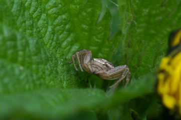 Spider Xysticus Sp.