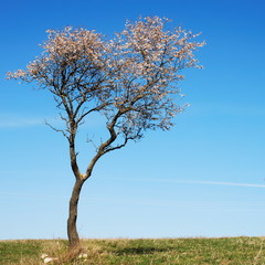 Blooming almond tree