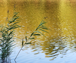 Reeds silhouette