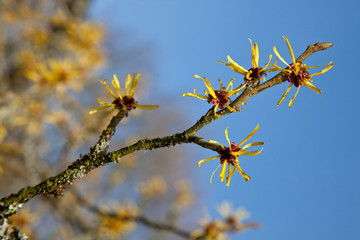 Blossom of a tree in spring