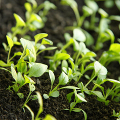 nature green background