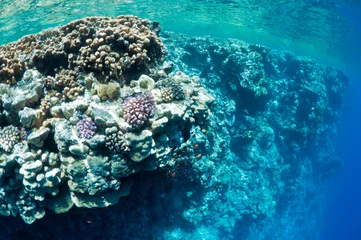 Foto auf Alu-Dibond coral reef © Ded Pixto