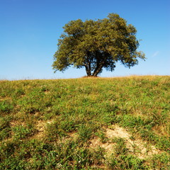 Oak tree